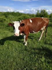 Fototapeta na wymiar cow on the meadow