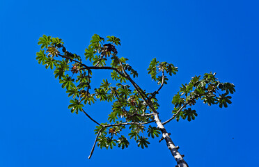 Snakewood tree (Cecropia peltata) and blue sky, Rio de Janeiro, Brazil