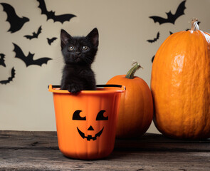 Halloween consept. Adorable black kitten sitting in halloween trick or treat bucket on palomino background with black bats and orange pumpkins