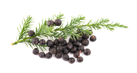 Dry juniper berries with green branch, isolated on white background. Common Juniper fruits.