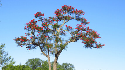 Vista del árbol llamado CEIBO, florecido en primavera con flores rojas. 