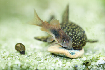 Ein Metall Panzerwels und ein Antennenwels fressen von einer Futtertablette.