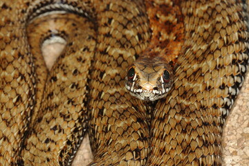 closeup of a head/eye of a snake, Malpolon monspessulanus, montpellier snake