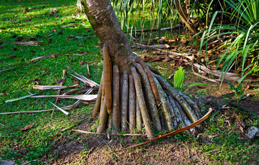 Common screwpine roots (Pandanus utilis), Rio de Janeiro, Brazil  