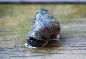 Sumpfdeckelschnecke, Viviparidae, sitzt auf einem Holzsteg über einem kleinen Gartenteich.