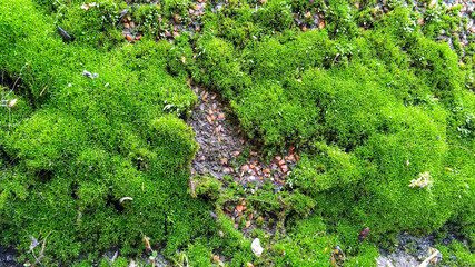 Green moss or lichen growing on granite wall. Abstract background. Close-up.