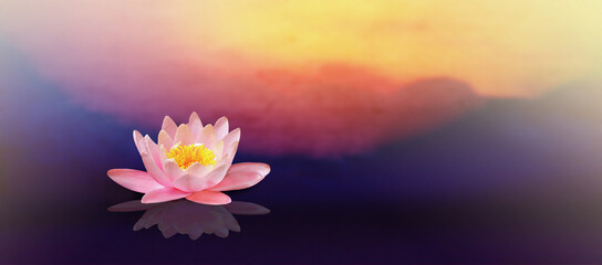Pink lotus flower with sunrise background.