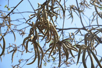 Ipe Amarello (yellow) fruit

