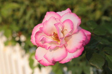 Pink rose in the garden