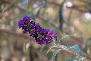 Flowers in the garden