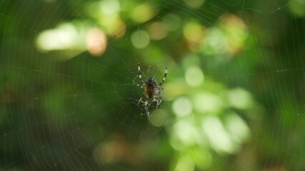 spider on a web - Saitama (Japan) 