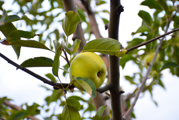 ripe yellow apple hanging on a tree branch surrounded by yellowing leaves