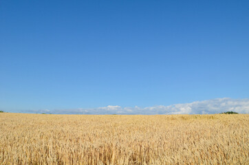 小麦畑