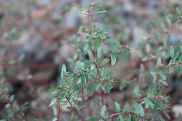 Red and Green Leaves on Plant