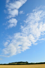 Obraz premium 青空と小麦畑