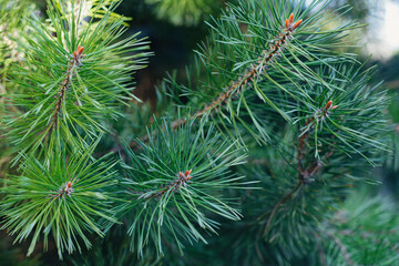 Fluffy pine tree branch. Christmas background, wallpaper.