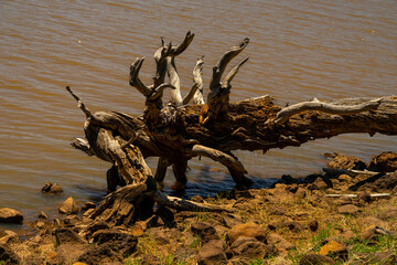 This old dead, fallen tree added to the interest of the shoreline of Upper Lake Mary near Flagstaff, Arizona.