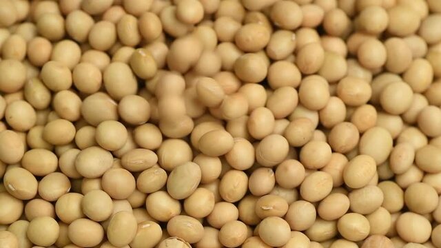 Dry raw soya beans falling, slow motion