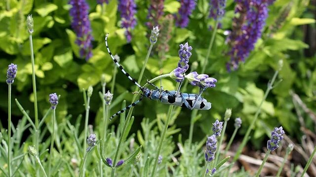 Rosalia longicorn or Alpine longhorn beetle (Rosalia alpina) - grey beatle with black spots balancing on lavender flower in the garden.