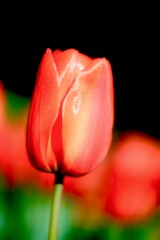 Red orange tulip spring flowers close up