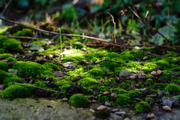 Naklejka na ściany i meble Mini world of moss