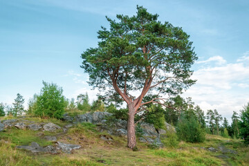 Single Pine Tree in Karelia. Karelian Isthmus Forest Landscape.