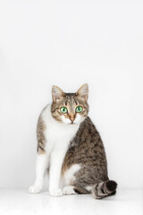 home gray cat with green eyes on a white background