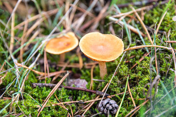 rozendaal, rozendaalseveld, veluwe, forest, autumn, autumn colors, mushroom, veluwezoom