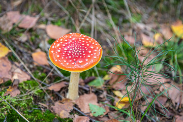 rozendaal, rozendaalseveld, veluwe, forest, autumn, autumn colors, mushroom, veluwezoom