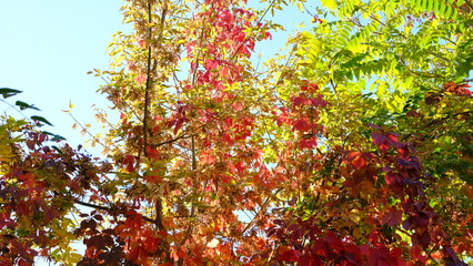 
Yellow leaves on tree branches