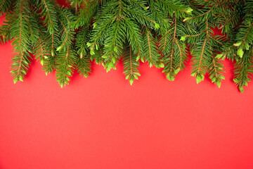 Christmas fir branches on red background.