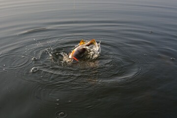 Summer fishing, perch fishing spinning reel on the lake