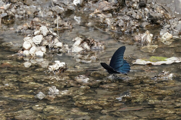 butterfly in the river
