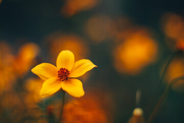 Fototapeta premium yellow flower