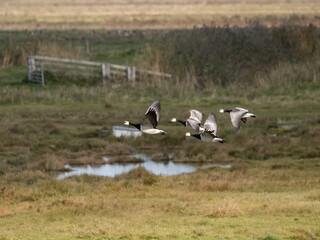 Monks geese
