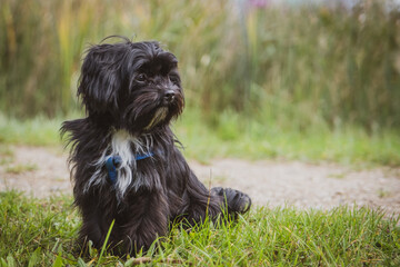Naklejka na ściany i meble small black Bolonka Swetna dog sits and looks to the side