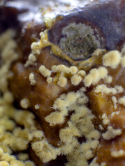 Dangerous mold and bacteria. The concept of dampness, moisture, dust, and respiratory problems. Microscope fungi on food