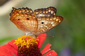 Mariposa en flor 2