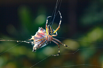 Araña