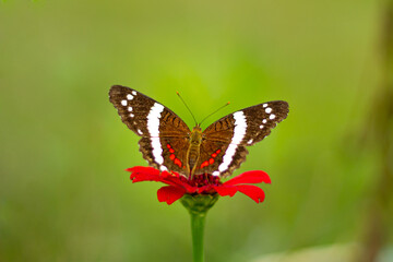 Obraz na płótnie Canvas Mariposa en flor 1