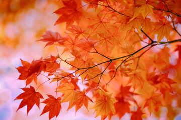 紅葉