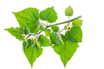 Physalis branch with green leaves and unripe fruits on white background