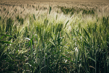 field of wheat