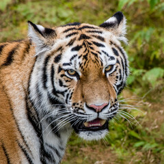 Portrait of a Siberian tiger or Amur tiger looking at you