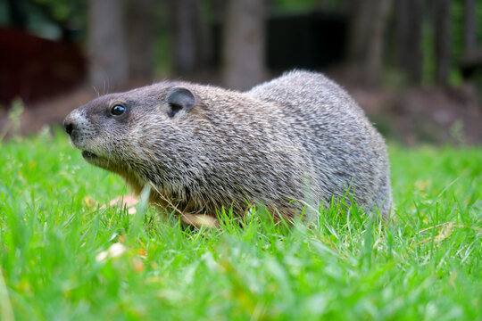 Wild groundhog in its natural habitat
