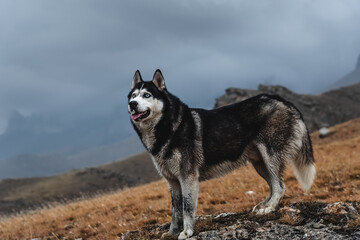 A beautiful dog of the Siberian Husky breed stands high in the mountains in autumn. Free life concept