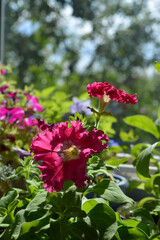 Obraz premium Bright pink petunia flowers in balcony greening. Small garden with blooming plants in home.