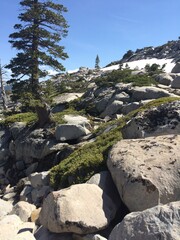 Mountain Trees in Tahoe