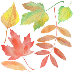 watercolor illustration, autumn fallen leaves, oak, maple, isolate on a white background