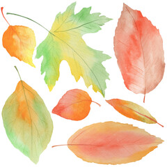 watercolor illustration, autumn fallen leaves, oak, maple, isolate on a white background